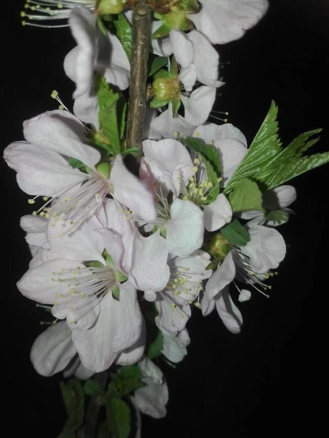 榆叶梅又叫小桃红，早春开花似云霞，搞定这8点，扦插养护很简单