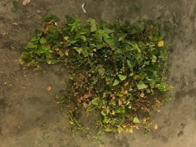 这个品种的酢浆草，发现了就得拔光，要不花都死翘翘