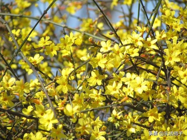 立春赏花季节,迎春花小黄花盛开灿烂,花开后摘心修剪是关键 立春赏花季节,迎春花小黄花盛开灿烂,花开后摘心修剪是关键