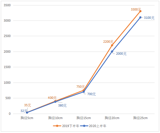 2020年上半年秋枫绿化苗木最新市场参考价格