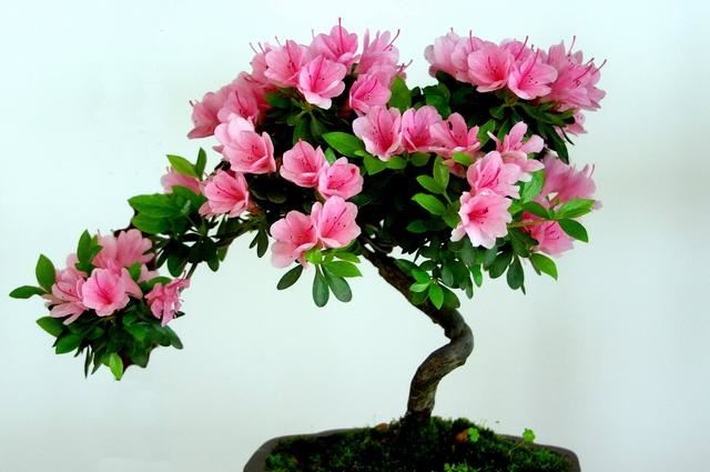 杜鹃花：花朵千姿百态、品种近万谁才是您的心头好呢