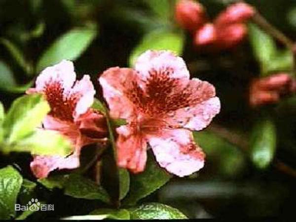 杜鹃花：花朵千姿百态、品种近万谁才是您的心头好呢
