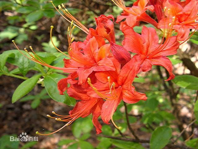 杜鹃花：花朵千姿百态、品种近万谁才是您的心头好呢