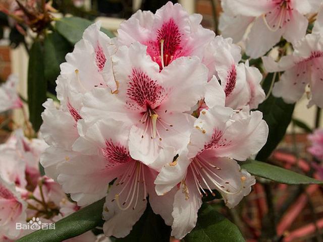 杜鹃花：花朵千姿百态、品种近万谁才是您的心头好呢
