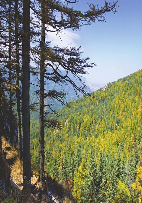 山西省林草局让山更青水更绿 山西省林草局让山更青水更绿