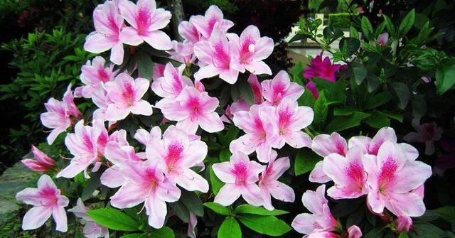 杜鹃花：花朵千姿百态、品种近万谁才是您的心头好呢