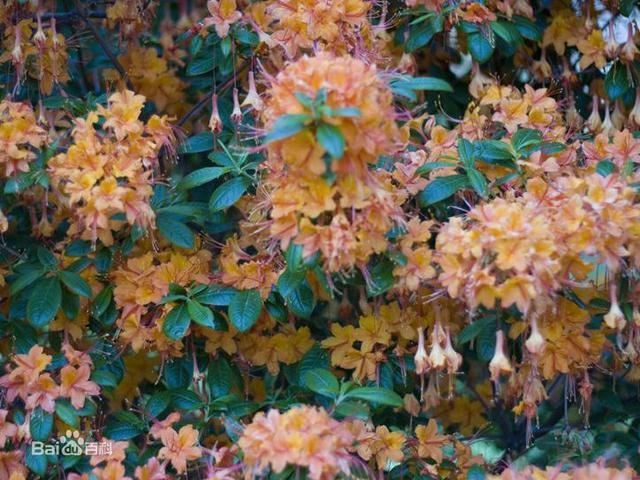 杜鹃花：花朵千姿百态、品种近万谁才是您的心头好呢