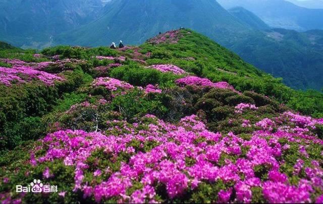 杜鹃花：花朵千姿百态、品种近万谁才是您的心头好呢