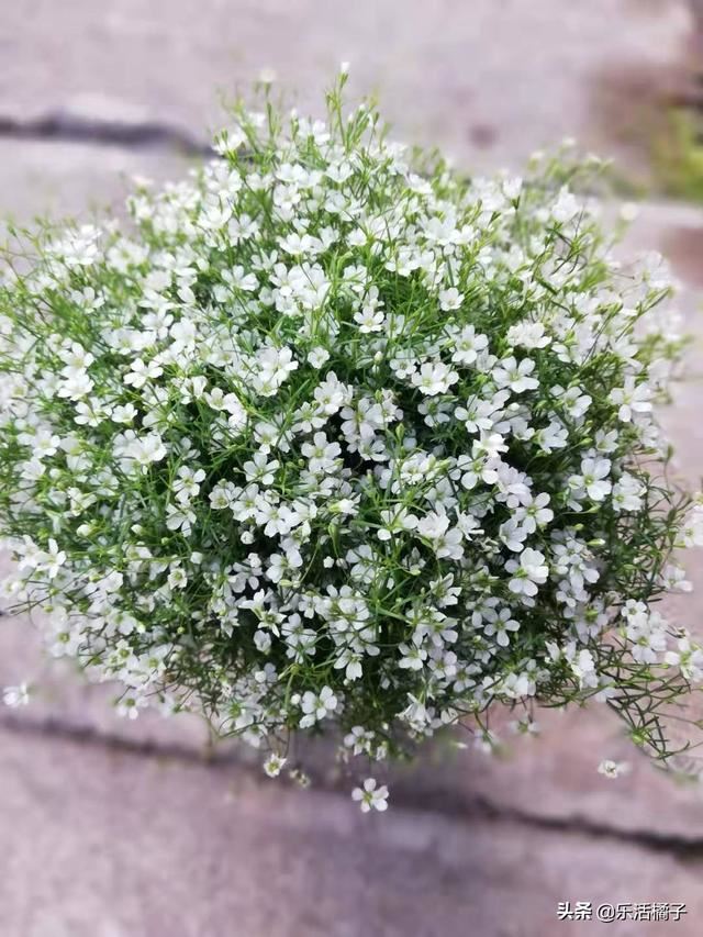 春暖花开种花养花开花：满天星盆栽，美丽的邂逅，养成花球这样做