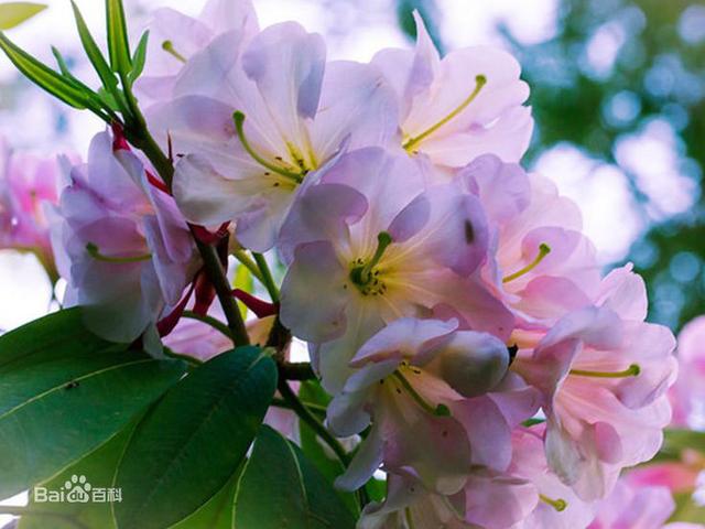 杜鹃花：花朵千姿百态、品种近万谁才是您的心头好呢