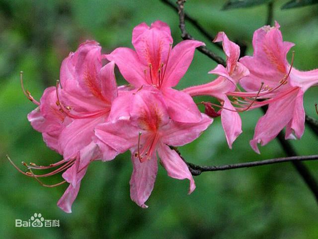 杜鹃花：花朵千姿百态、品种近万谁才是您的心头好呢