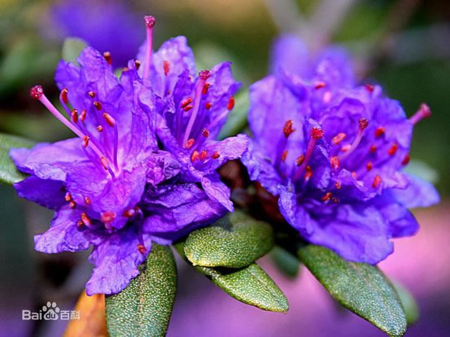 杜鹃花：花朵千姿百态、品种近万谁才是您的心头好呢