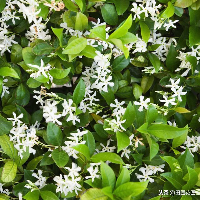 风车茉莉，繁花胜雪满庭芳，养护省心花期长，邀您共赏