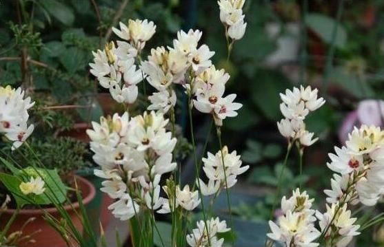 玉米百合勇敢的爱，花色繁多执着的爱