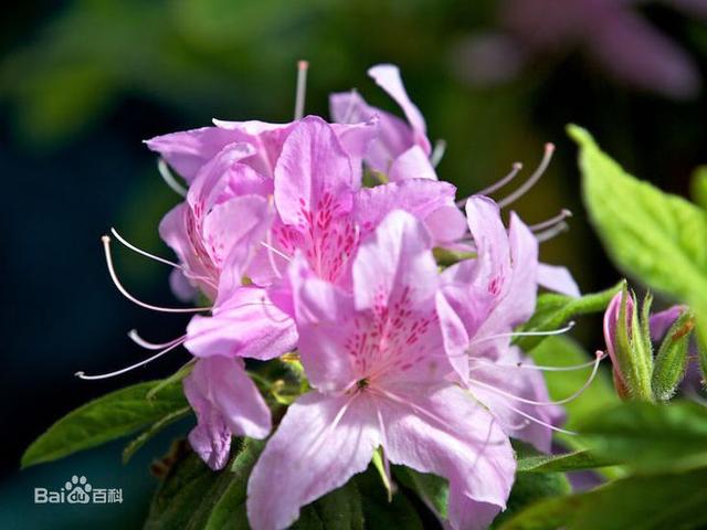 杜鹃花：花朵千姿百态、品种近万谁才是您的心头好呢
