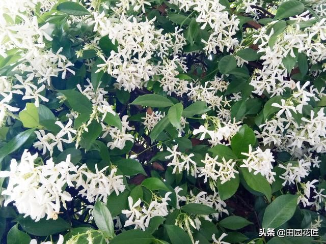 风车茉莉，繁花胜雪满庭芳，养护省心花期长，邀您共赏
