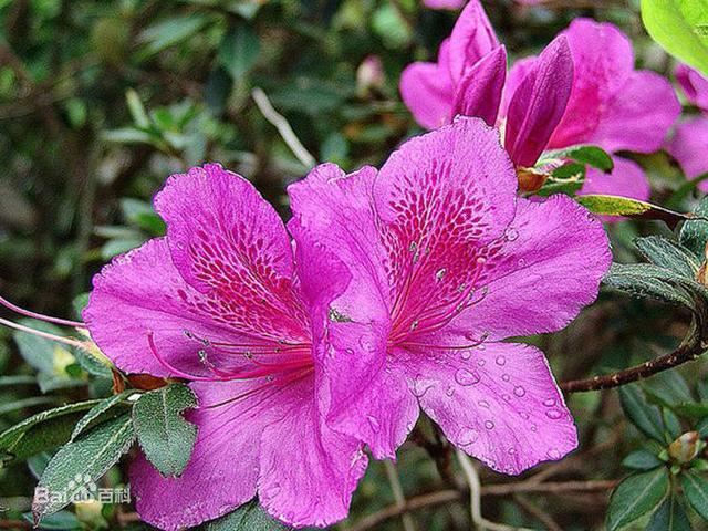 杜鹃花：花朵千姿百态、品种近万谁才是您的心头好呢