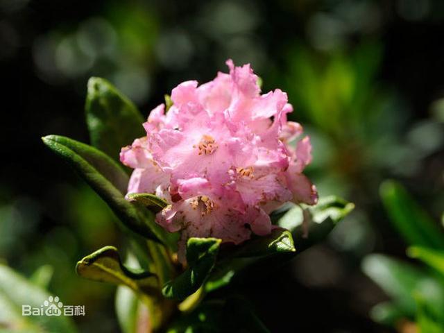 杜鹃花：花朵千姿百态、品种近万谁才是您的心头好呢