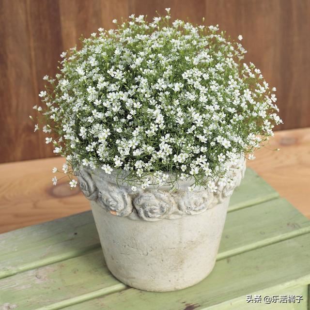 春暖花开种花养花开花：满天星盆栽，美丽的邂逅，养成花球这样做