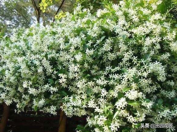 风车茉莉，繁花胜雪满庭芳，养护省心花期长，邀您共赏