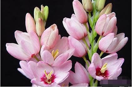 玉米百合勇敢的爱，花色繁多执着的爱