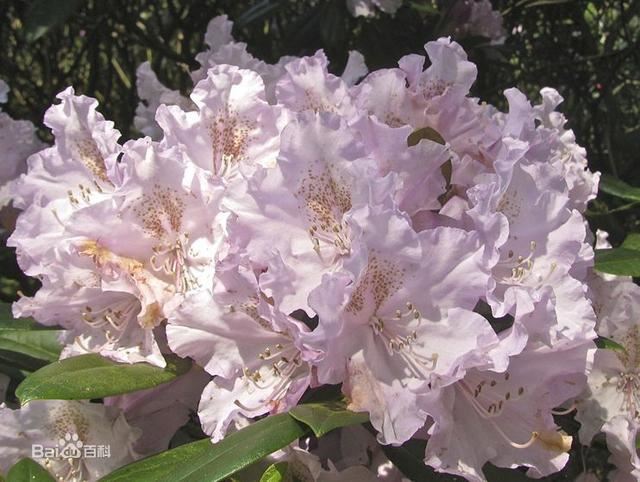 杜鹃花：花朵千姿百态、品种近万谁才是您的心头好呢