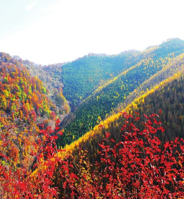 山西省林草局让山更青水更绿 山西省林草局让山更青水更绿