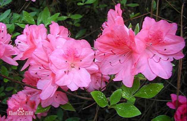 杜鹃花：花朵千姿百态、品种近万谁才是您的心头好呢
