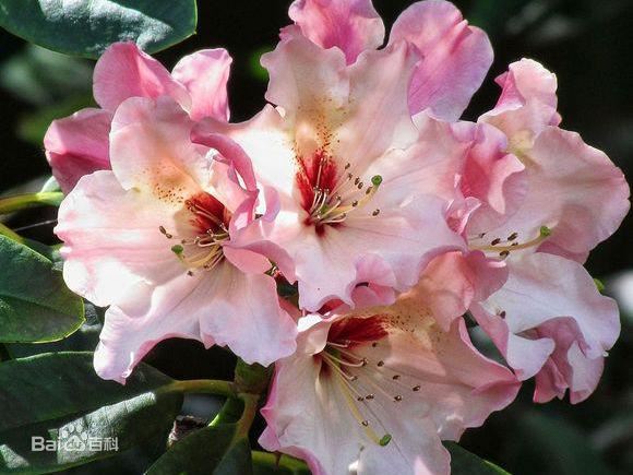 杜鹃花：花朵千姿百态、品种近万谁才是您的心头好呢