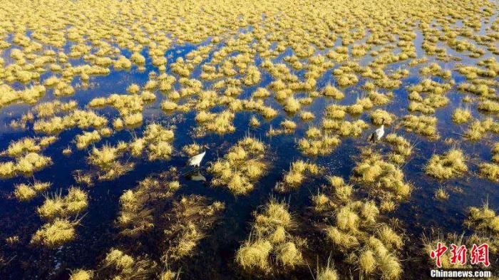 [野生动植物]候鸟北归　四川若尔盖迎来“春”的气息