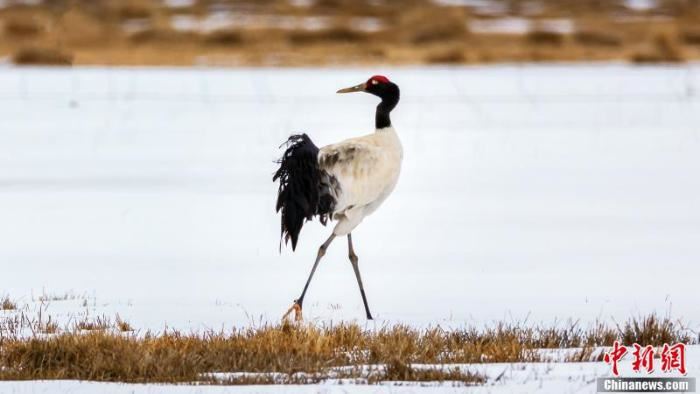 [野生动植物]候鸟北归　四川若尔盖迎来“春”的气息