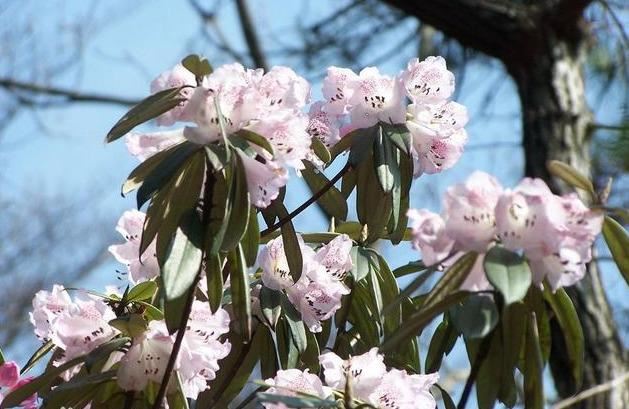 杜鹃花：花朵千姿百态、品种近万谁才是您的心头好呢