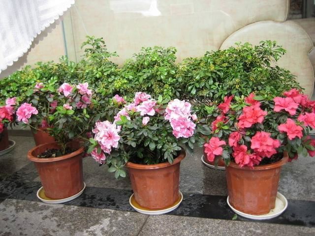 这2种花刚买回家就掉叶，“土壤、温度”是问题，这样做就能解决