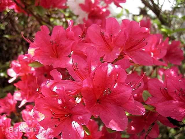 杜鹃花：花朵千姿百态、品种近万谁才是您的心头好呢