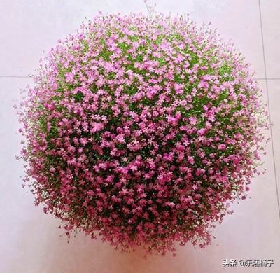 春暖花开种花养花开花：满天星盆栽，美丽的邂逅，养成花球这样做