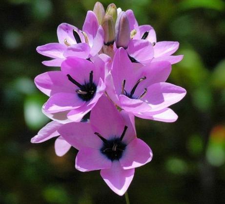 玉米百合勇敢的爱，花色繁多执着的爱