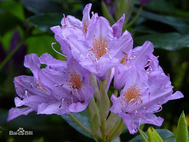 杜鹃花：花朵千姿百态、品种近万谁才是您的心头好呢