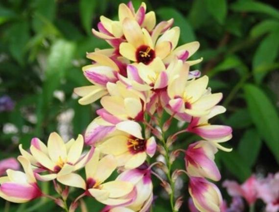 玉米百合勇敢的爱，花色繁多执着的爱