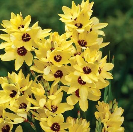 玉米百合勇敢的爱，花色繁多执着的爱