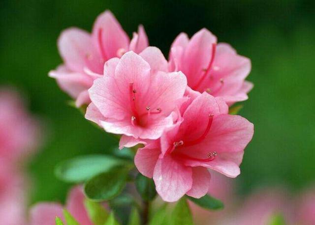 杜鹃花：花朵千姿百态、品种近万谁才是您的心头好呢