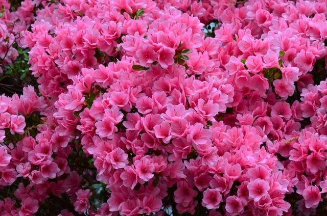 杜鹃花：花朵千姿百态、品种近万谁才是您的心头好呢