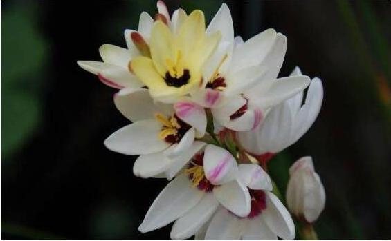 玉米百合勇敢的爱，花色繁多执着的爱