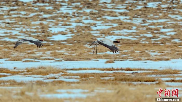 [野生动植物]候鸟北归　四川若尔盖迎来“春”的气息