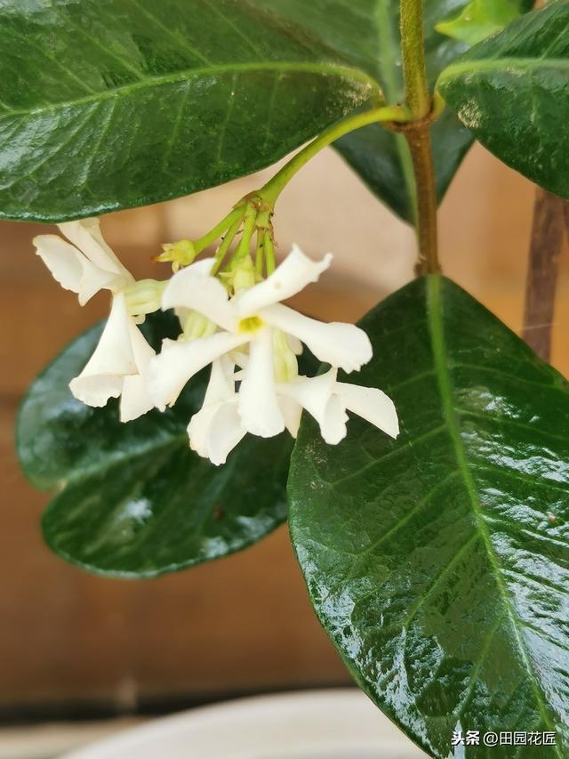 风车茉莉，繁花胜雪满庭芳，养护省心花期长，邀您共赏