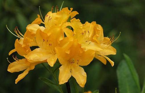 杜鹃花：花朵千姿百态、品种近万谁才是您的心头好呢
