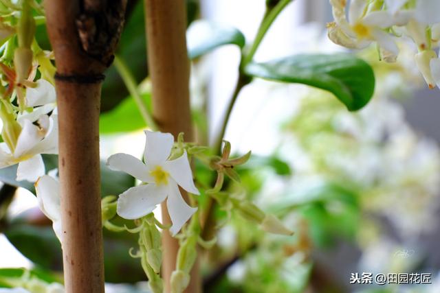 风车茉莉，繁花胜雪满庭芳，养护省心花期长，邀您共赏