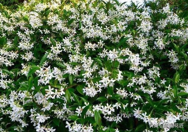 风车茉莉，繁花胜雪满庭芳，养护省心花期长，邀您共赏