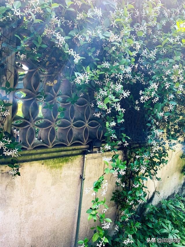 风车茉莉，繁花胜雪满庭芳，养护省心花期长，邀您共赏