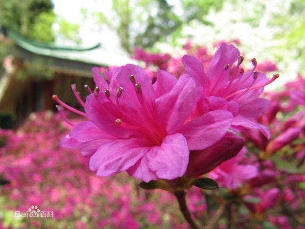 杜鹃花：花朵千姿百态、品种近万谁才是您的心头好呢