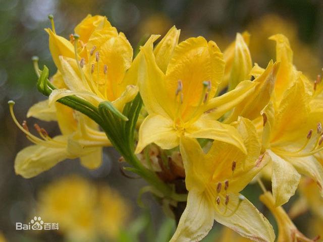 杜鹃花：花朵千姿百态、品种近万谁才是您的心头好呢